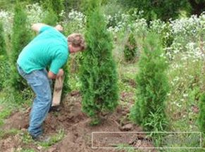 Transplantarea plantelor corect: cum să se ocupe de thuja.