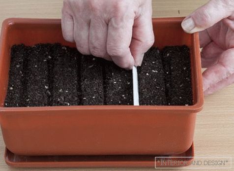 Capacitate pentru germinarea semințelor de gălbenele