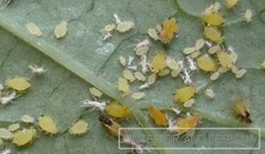 Aphid - fotografii de insecte pe o frunza de castravete