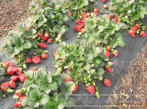 Cum să crească legumele în seră